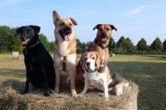 Hunde auf Ballen